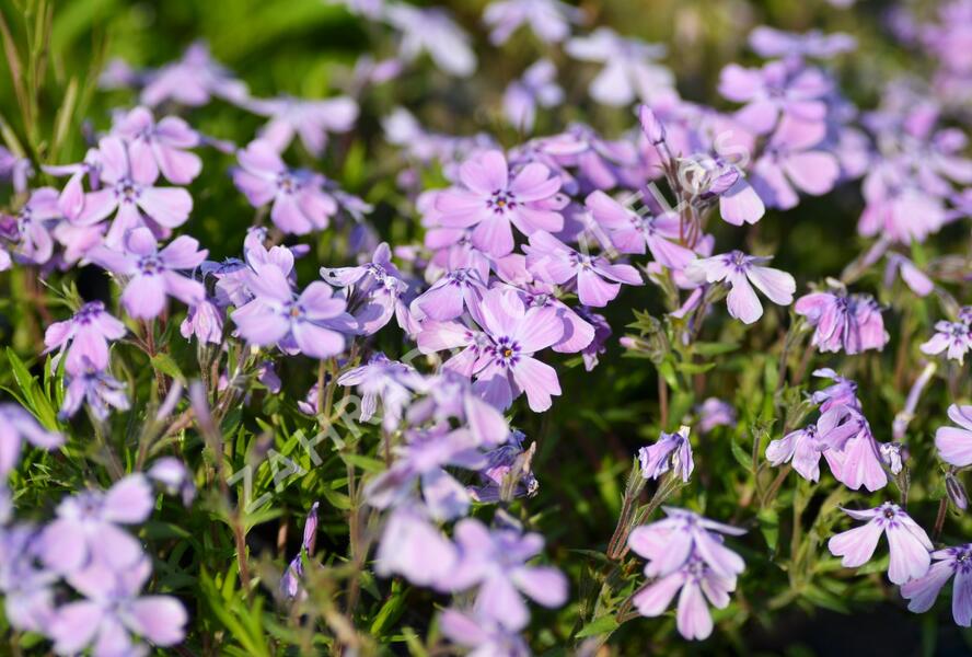 Plamenka šídlovitá 'Benita' - Phlox subulata 'Benita'