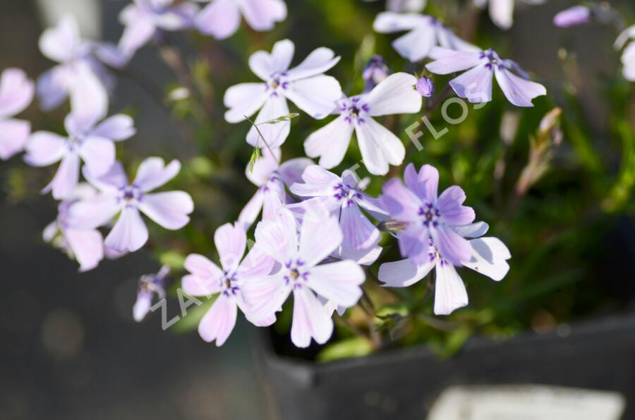 Plamenka šídlovitá 'Benita' - Phlox subulata 'Benita'