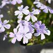 Plamenka šídlovitá 'Benita' - Phlox subulata 'Benita'