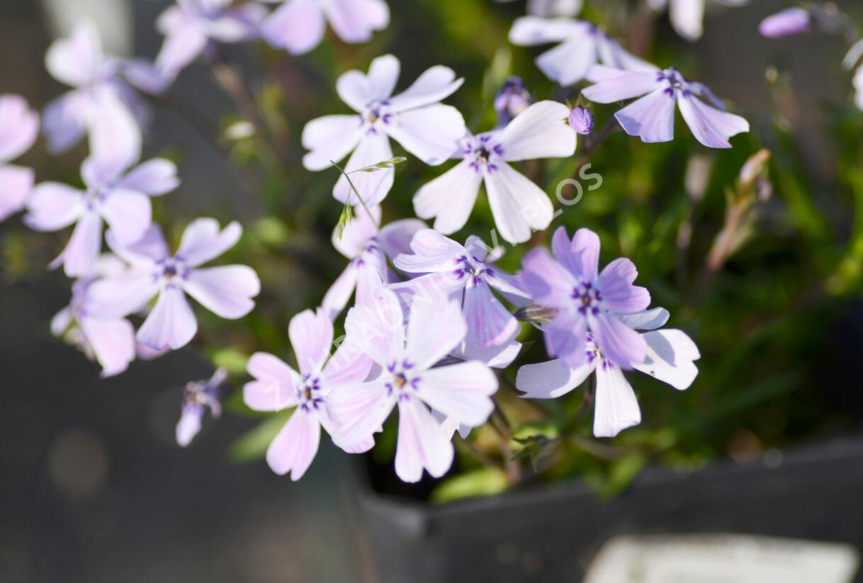Plamenka šídlovitá 'Benita' - Phlox subulata 'Benita'