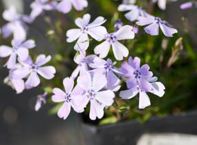 Plamenka šídlovitá 'Benita' - Phlox subulata 'Benita'