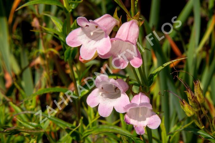 Dračík 'Apple Blossom' - Penstemon x mexicali 'Apple Blossom'