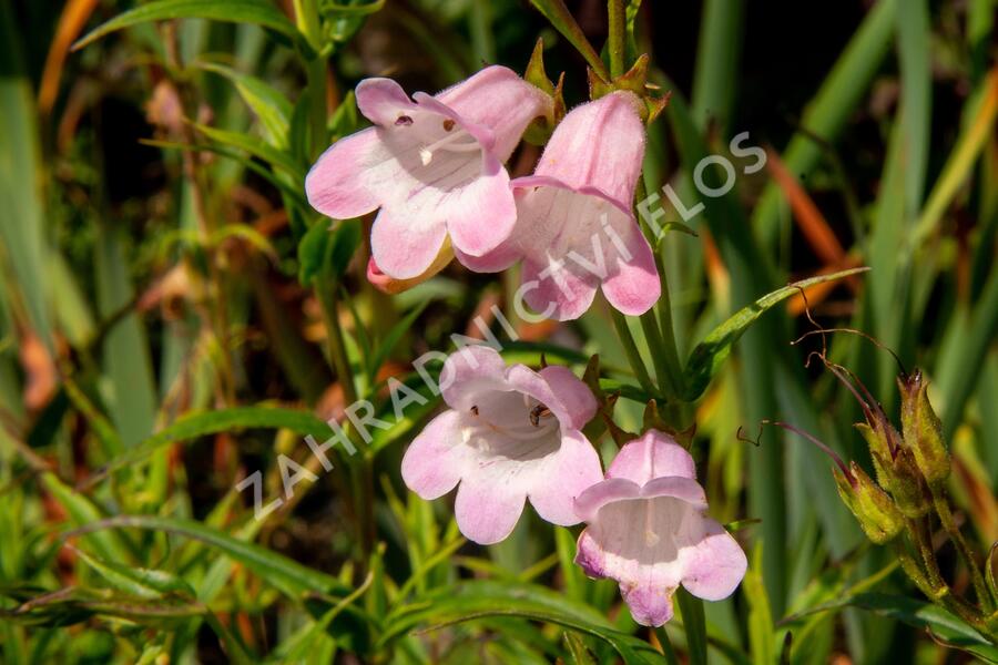 Dračík 'Apple Blossom' - Penstemon x mexicali 'Apple Blossom'