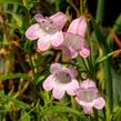 Dračík 'Apple Blossom' - Penstemon x mexicali 'Apple Blossom'