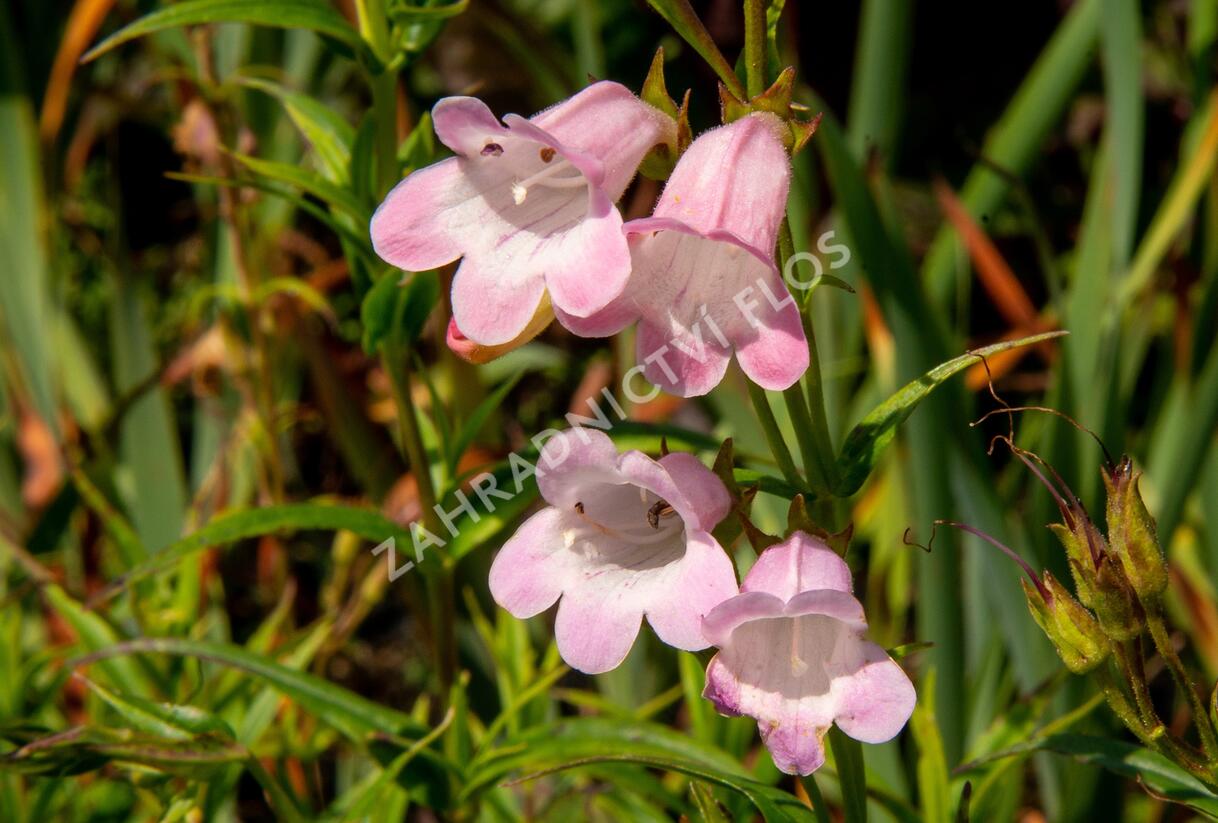 Dračík 'Apple Blossom' - Penstemon x mexicali 'Apple Blossom'