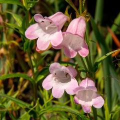 Dračík 'Apple Blossom' - Penstemon x mexicali 'Apple Blossom'