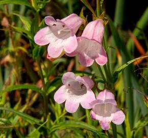 Dračík 'Apple Blossom' - Penstemon x mexicali 'Apple Blossom'