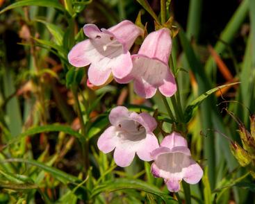 Dračík 'Apple Blossom'