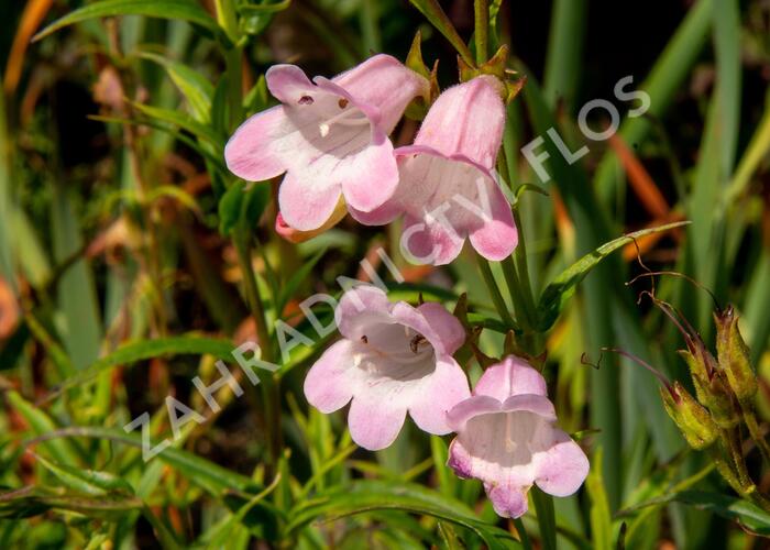 Dračík 'Apple Blossom' - Penstemon 'Apple Blossom'