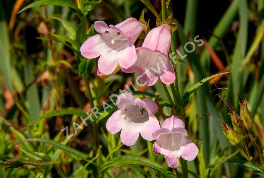 Dračík 'Apple Blossom' - Penstemon x mexicali 'Apple Blossom'