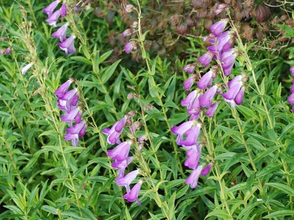 Dračík 'Alice Hindley' - Penstemon x mexicali 'Alice Hindley'