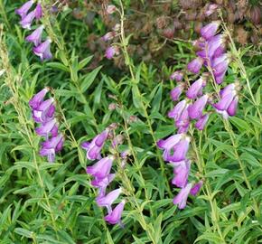 Dračík 'Alice Hindley' - Penstemon x mexicali 'Alice Hindley'