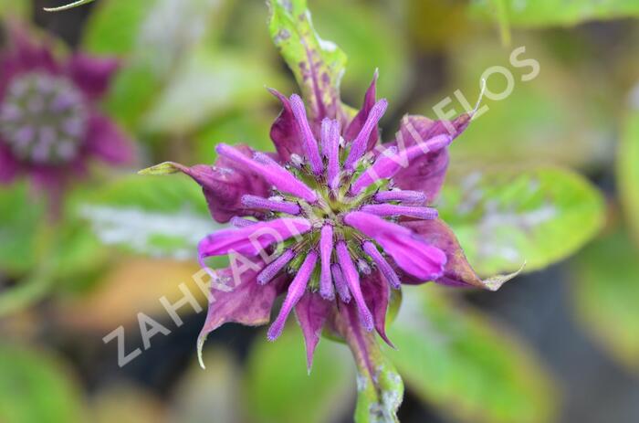 Zavinutka 'Prärienacht' - Monarda hybrida 'Prärienacht'