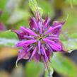 Zavinutka 'Prärienacht' - Monarda hybrida 'Prärienacht'