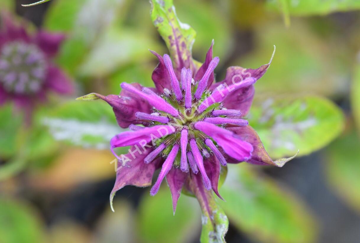 Zavinutka 'Prärienacht' - Monarda hybrida 'Prärienacht'