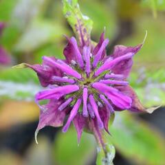 Zavinutka 'Prärienacht' - Monarda hybrida 'Prärienacht'