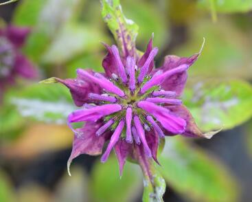 Zavinutka 'Prärienacht'