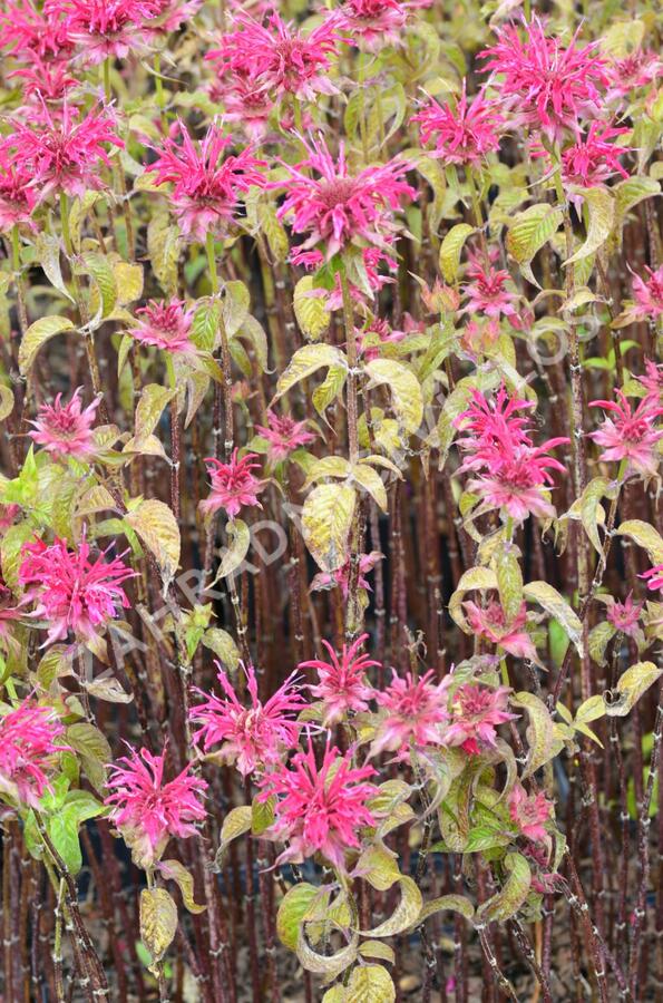Zavinutka 'Mahogany' - Monarda hybrida 'Mahogany'