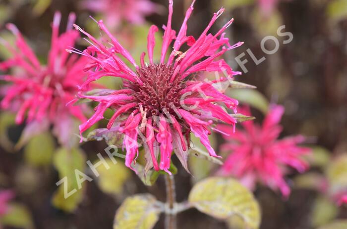 Zavinutka 'Mahogany' - Monarda hybrida 'Mahogany'
