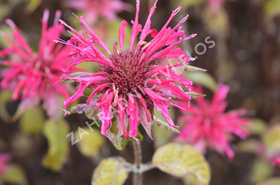 Zavinutka 'Mahogany' - Monarda hybrida 'Mahogany'