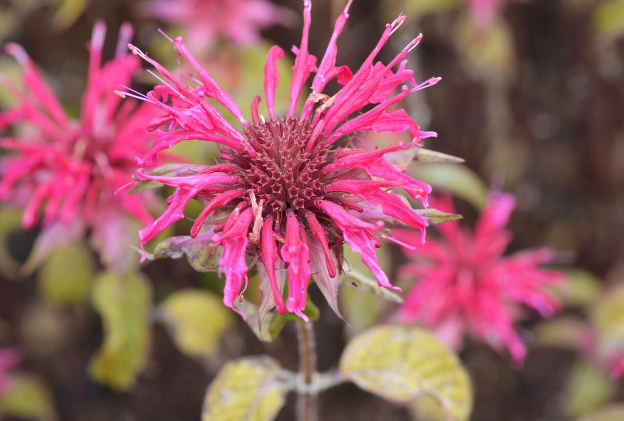 Zavinutka 'Mahogany' - Monarda hybrida 'Mahogany'