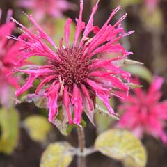 Zavinutka 'Mahogany' - Monarda hybrida 'Mahogany'