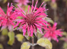 Zavinutka 'Mahogany' - Monarda hybrida 'Mahogany'