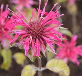 Zavinutka 'Mahogany' - Monarda hybrida 'Mahogany'