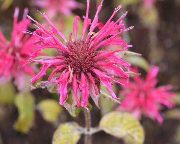 Zavinutka 'Mahogany'