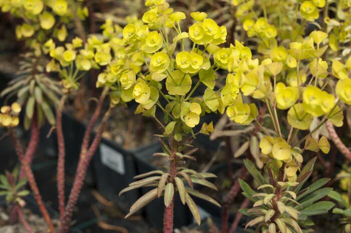 Pryšec 'Charam' (Redwing) - Euphorbia 'Charam' (Redwing)