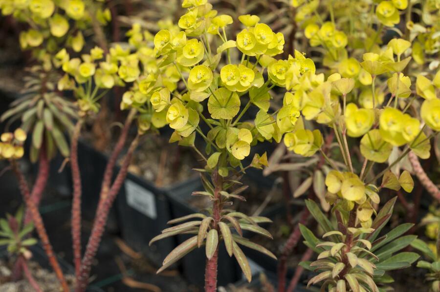 Pryšec 'Charam' (Redwing) - Euphorbia 'Charam' (Redwing)