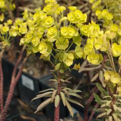 Pryšec 'Charam' (Redwing) - Euphorbia 'Charam' (Redwing)