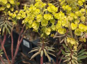 Pryšec 'Charam' (Redwing) - Euphorbia 'Charam' (Redwing)