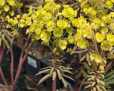 Pryšec 'Charam' (Redwing)
