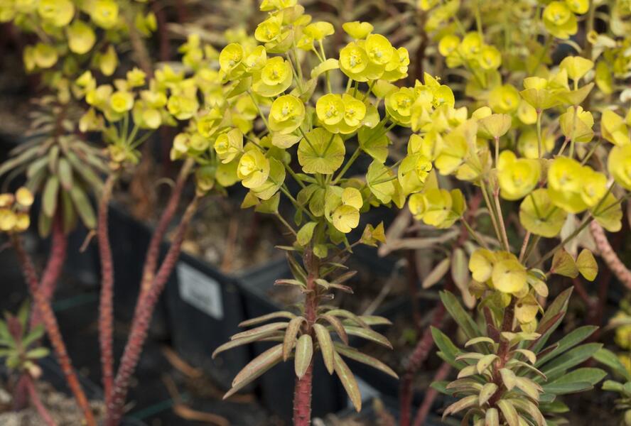 Pryšec 'Charam' (Redwing) - Euphorbia 'Charam' (Redwing)