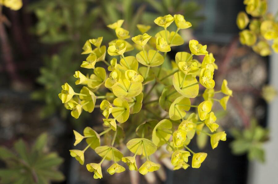 Pryšec 'Charam' (Redwing) - Euphorbia 'Charam' (Redwing)