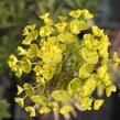 Pryšec 'Charam' (Redwing) - Euphorbia 'Charam' (Redwing)