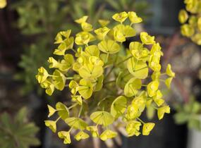 Pryšec 'Charam' (Redwing) - Euphorbia 'Charam' (Redwing)