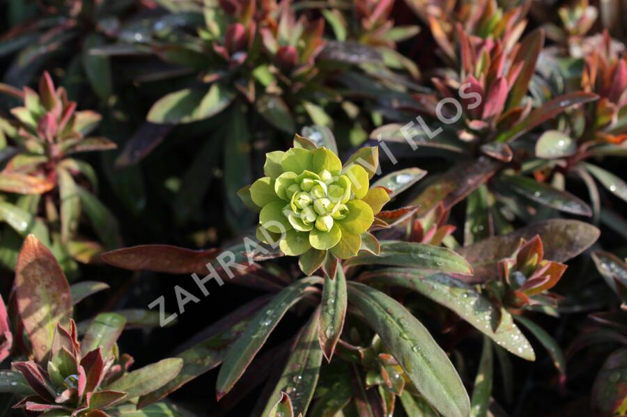 Pryšec 'Charam' (Redwing) - Euphorbia 'Charam' (Redwing)