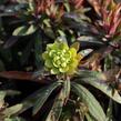 Pryšec 'Charam' (Redwing) - Euphorbia 'Charam' (Redwing)