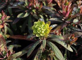 Pryšec 'Charam' (Redwing) - Euphorbia 'Charam' (Redwing)