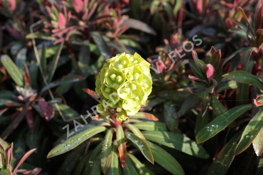 Pryšec 'Charam' (Redwing) - Euphorbia 'Charam' (Redwing)