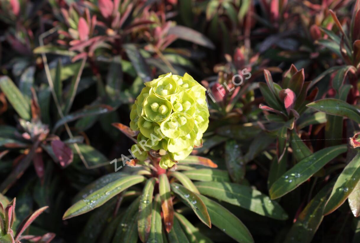 Pryšec 'Charam' (Redwing) - Euphorbia 'Charam' (Redwing)