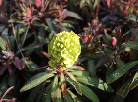 Pryšec 'Charam' (Redwing) - Euphorbia 'Charam' (Redwing)