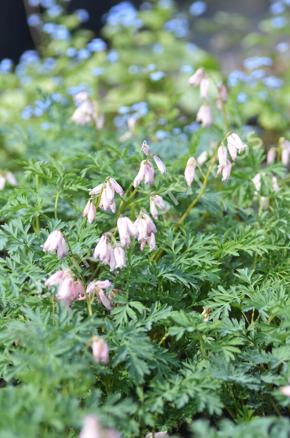 Srdcovka nízká 'Spring Magic' - Dicentra formosa 'Spring Magic'