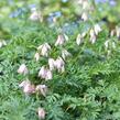 Srdcovka nízká 'Spring Magic' - Dicentra formosa 'Spring Magic'