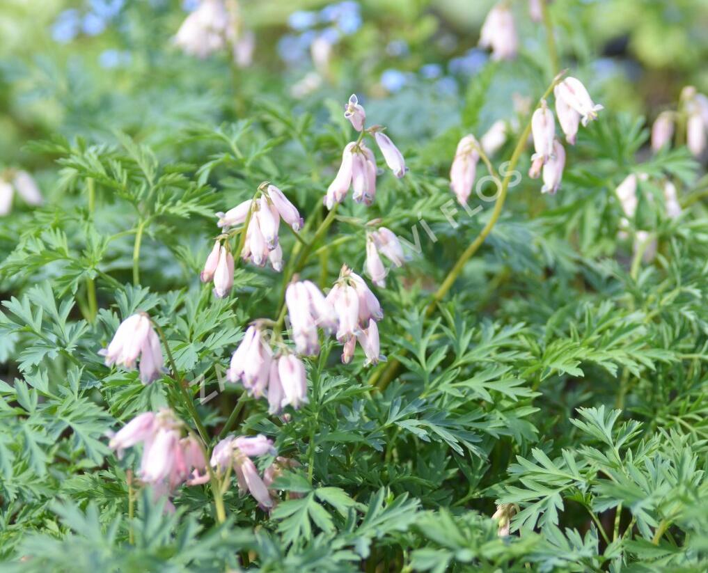 Srdcovka nízká 'Spring Magic' - Dicentra formosa 'Spring Magic'