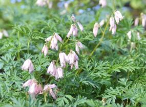 Srdcovka nízká 'Spring Magic' - Dicentra formosa 'Spring Magic'