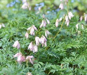 Srdcovka nízká 'Spring Magic' - Dicentra formosa 'Spring Magic'