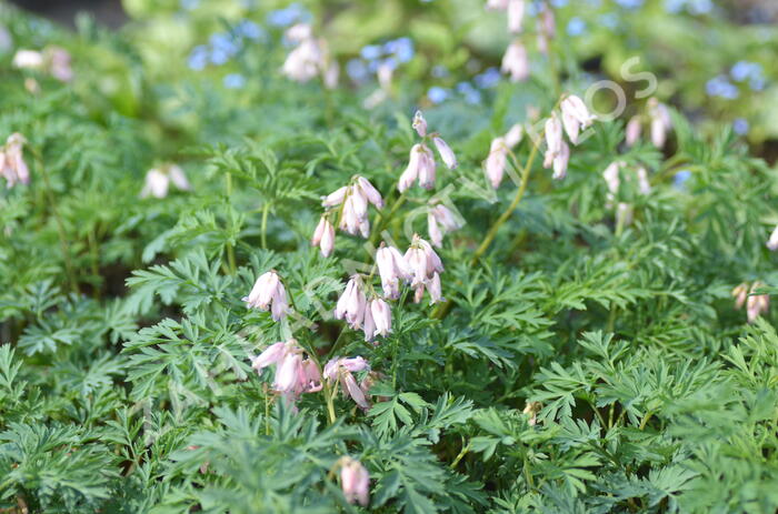 Srdcovka nízká 'Spring Magic' - Dicentra formosa 'Spring Magic'